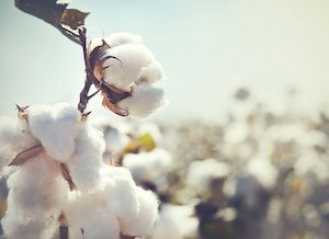 buds AKA bolls of cotton plant