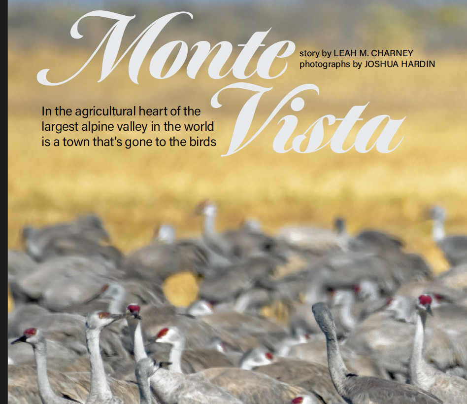 Text over image of sandhill cranes eating in a barley field reads "Monte Vista: In the agricultural heart of the largest alpine valley in the world is a town that's gone to the birds"